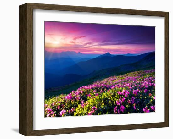 Magic Pink Rhododendron Flowers on Summer Mountain. Dramatic Overcast Sky. Carpathian, Ukraine, Eur-Leonid Tit-Framed Photographic Print