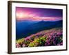 Magic Pink Rhododendron Flowers on Summer Mountain. Dramatic Overcast Sky. Carpathian, Ukraine, Eur-Leonid Tit-Framed Photographic Print