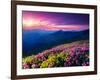 Magic Pink Rhododendron Flowers on Summer Mountain. Dramatic Overcast Sky. Carpathian, Ukraine, Eur-Leonid Tit-Framed Photographic Print