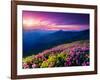 Magic Pink Rhododendron Flowers on Summer Mountain. Dramatic Overcast Sky. Carpathian, Ukraine, Eur-Leonid Tit-Framed Photographic Print