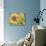 Magic Sunflowers-Mary Russel-Giclee Print displayed on a wall