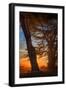 Magical Cypress Sunrise, Point Reyes National Seashore-null-Framed Photographic Print