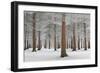 Magical Forest-Dragisa Petrovic-Framed Giclee Print
