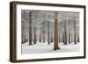 Magical Forest-Dragisa Petrovic-Framed Giclee Print