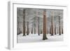 Magical Forest-Dragisa Petrovic-Framed Giclee Print