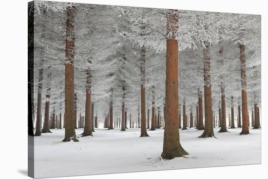 Magical Forest-Dragisa Petrovic-Stretched Canvas