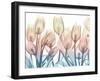 Magical Garden.jpg-Albert Koetsier-Framed Art Print