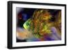 Magical Green Fish-RUNA-Framed Giclee Print