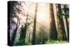 Magical Light and Redwoods, California Coast Redwoods-Vincent James-Stretched Canvas