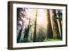 Magical Light and Redwoods, California Coast Redwoods-Vincent James-Framed Photographic Print