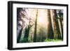 Magical Light and Redwoods, California Coast Redwoods-Vincent James-Framed Photographic Print