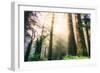 Magical Light and Redwoods, California Coast Redwoods-Vincent James-Framed Photographic Print