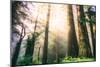 Magical Light and Redwoods, California Coast Redwoods-Vincent James-Mounted Photographic Print