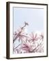 Magical Magnolias-Assaf Frank-Framed Giclee Print