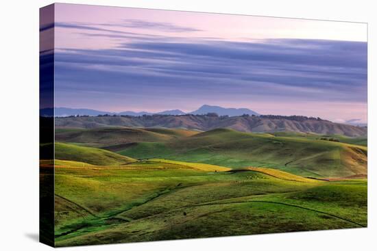 Magical Morning Hills, Marin County Landscape, Bay Area-Vincent James-Stretched Canvas