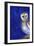 Magical Night 1, 2013,-Nancy Moniz Charalambous-Framed Giclee Print