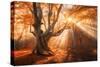 Magical Old Tree with Sun Rays in the Morning. Amazing Forest in Fog. Colorful Landscape with Foggy-null-Stretched Canvas