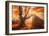 Magical Old Tree with Sun Rays in the Morning. Amazing Forest in Fog. Colorful Landscape with Foggy-null-Framed Photographic Print