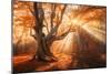 Magical Old Tree with Sun Rays in the Morning. Amazing Forest in Fog. Colorful Landscape with Foggy-null-Mounted Photographic Print