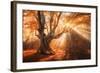 Magical Old Tree with Sun Rays in the Morning. Amazing Forest in Fog. Colorful Landscape with Foggy-null-Framed Photographic Print