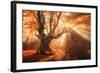 Magical Old Tree with Sun Rays in the Morning. Amazing Forest in Fog. Colorful Landscape with Foggy-null-Framed Photographic Print