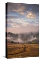 Magical Petaluma Morning Fog, Cows Farm, Northern California Hills-Vincent James-Stretched Canvas