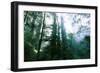 Magical Redwood Forest Light, Beautiful California Coast-Vincent James-Framed Photographic Print