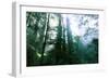 Magical Redwood Forest Light, Beautiful California Coast-Vincent James-Framed Photographic Print