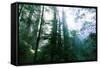Magical Redwood Forest Light, Beautiful California Coast-Vincent James-Framed Stretched Canvas