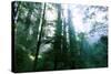 Magical Redwood Forest Light, Beautiful California Coast-Vincent James-Stretched Canvas