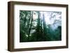 Magical Redwood Forest Light, Beautiful California Coast-Vincent James-Framed Photographic Print