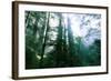 Magical Redwood Forest Light, Beautiful California Coast-Vincent James-Framed Photographic Print
