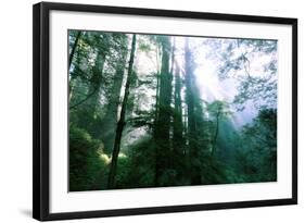 Magical Redwood Forest Light, Beautiful California Coast-Vincent James-Framed Photographic Print