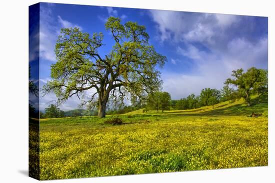 Magical Spring Afternoon at Shell Creek Road, Atascadero California-Vincent James-Stretched Canvas