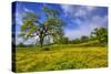 Magical Spring Afternoon at Shell Creek Road, Atascadero California-Vincent James-Stretched Canvas