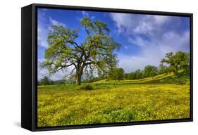 Magical Spring Afternoon at Shell Creek Road, Atascadero California-Vincent James-Framed Stretched Canvas