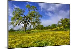 Magical Spring Afternoon at Shell Creek Road, Atascadero California-Vincent James-Mounted Photographic Print