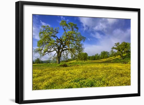 Magical Spring Afternoon at Shell Creek Road, Atascadero California-Vincent James-Framed Photographic Print