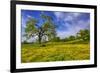 Magical Spring Afternoon at Shell Creek Road, Atascadero California-Vincent James-Framed Photographic Print