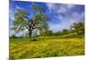 Magical Spring Afternoon at Shell Creek Road, Atascadero California-Vincent James-Mounted Photographic Print