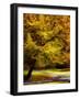 Magical Tree-Jody Miller-Framed Photographic Print