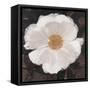 Magical White Cosmos-Ivo-Framed Stretched Canvas
