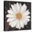 Magical White Daisy-Ivo-Stretched Canvas