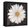 Magical White Daisy-Ivo-Framed Stretched Canvas