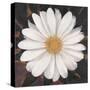 Magical White Daisy-Ivo-Stretched Canvas