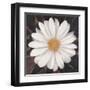 Magical White Daisy-Ivo-Framed Art Print