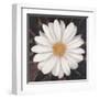 Magical White Daisy-Ivo-Framed Art Print