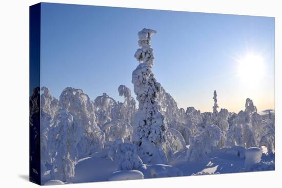 Magical Wintry Forest against the Sun-1photo-Stretched Canvas