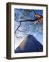 Magician's Pyramid, Uxmal, Yucatan State, Mexico-Paul Harris-Framed Photographic Print