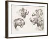 Magna Feles Study-Stefano della Bella-Framed Art Print